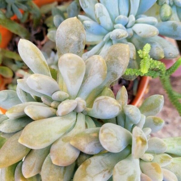 Dudleya greenei Blatt