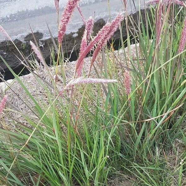 Imperata cylindrica Leaf