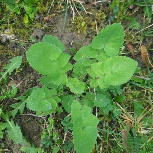 Sonchus oleraceus 叶