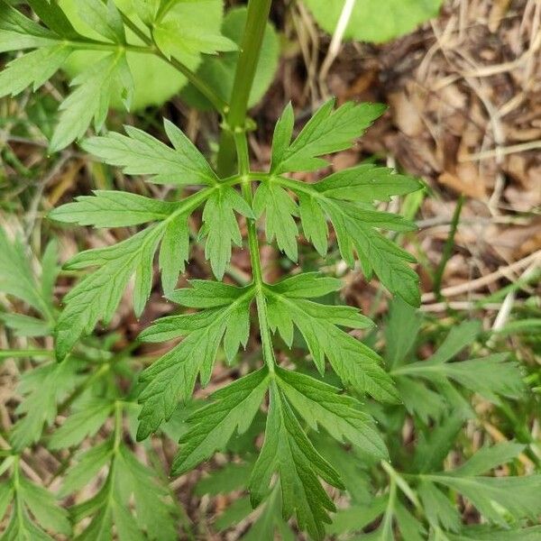 Pleurospermum austriacum Leaf