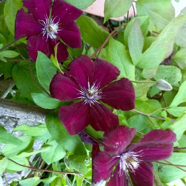 Clematis viticella Flor