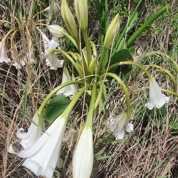 Crinum macowanii Kukka