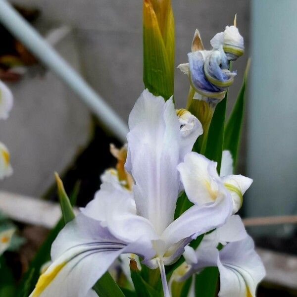 Iris cristata Flower