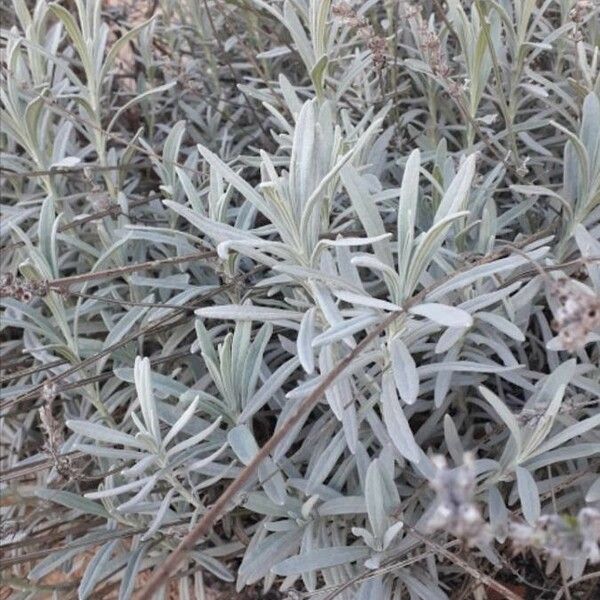 Lavandula angustifolia 葉