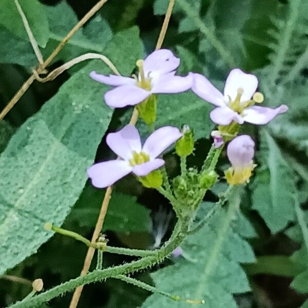 Arabidopsis arenosa Flower