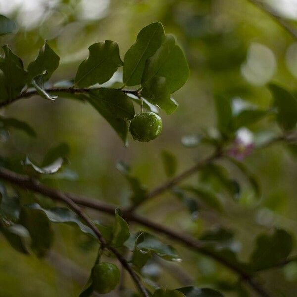 Malpighia emarginata Fruit