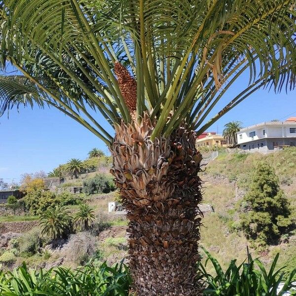 Cycas circinalis Habit