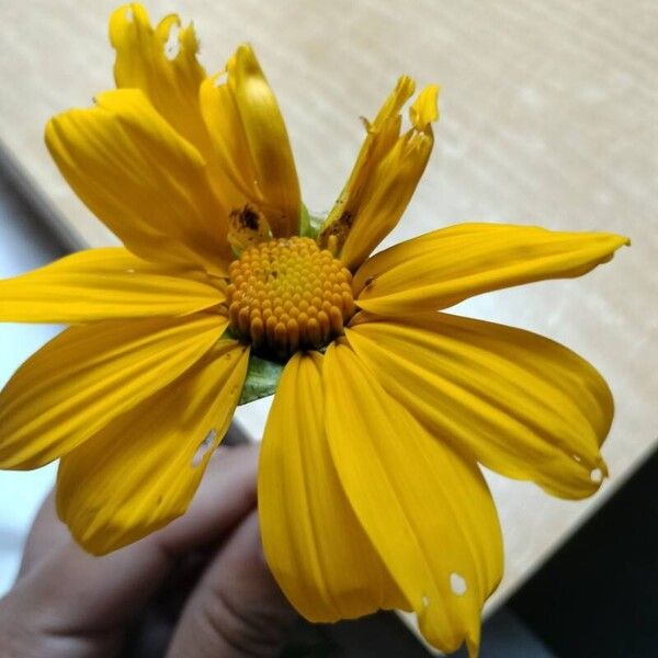 Tithonia diversifolia Bloem