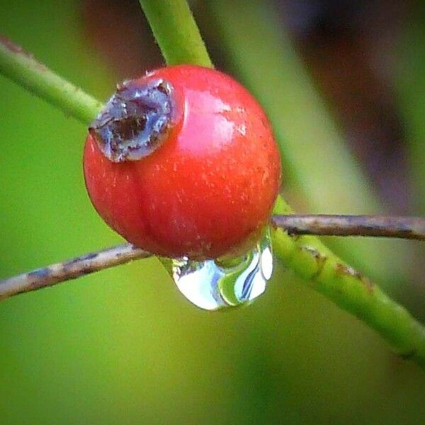 Rosa multiflora Fruit