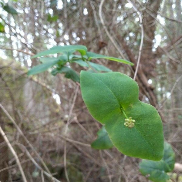 Lonicera dioica Květ