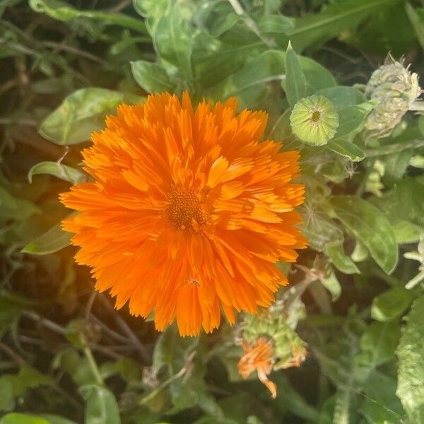 Calendula officinalis 花