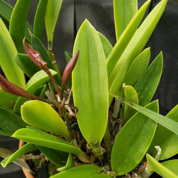 Brassavola nodosa Leaf