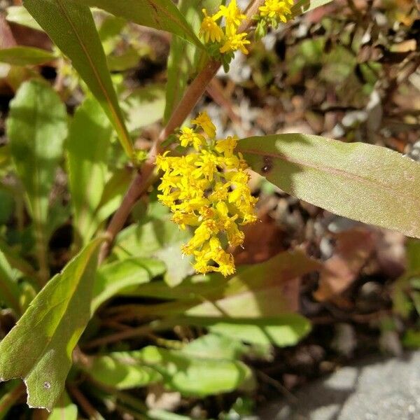 Solidago nemoralis Flower