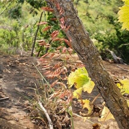 Melinis repens Flower