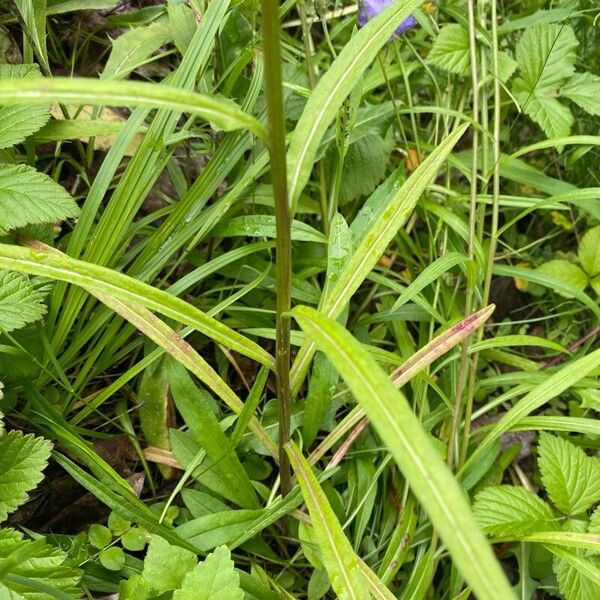 Campanula persicifolia Blatt