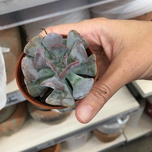 Echeveria runyonii Folha