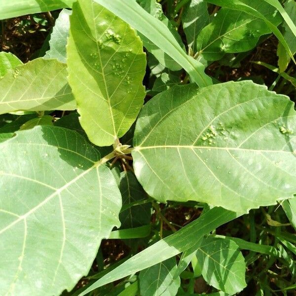 Ficus exasperata পাতা