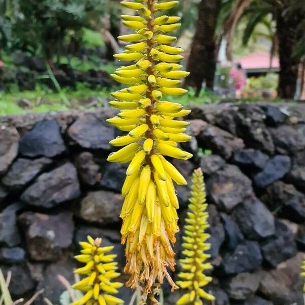 Aloe vera Flower