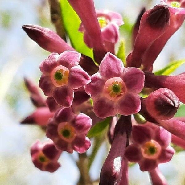 Cestrum elegans Flower