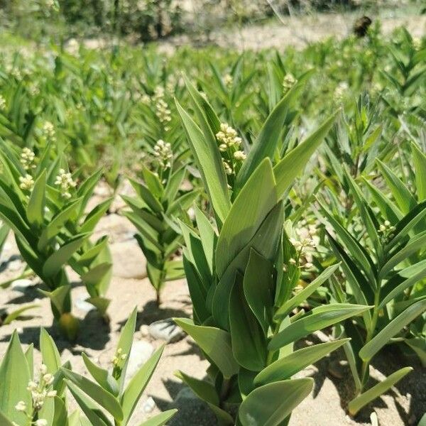 Maianthemum stellatum Folha