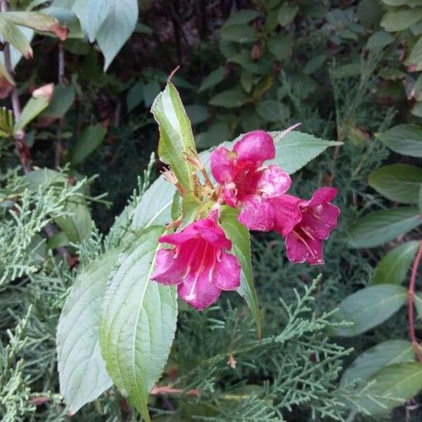 Weigela florida Blomst