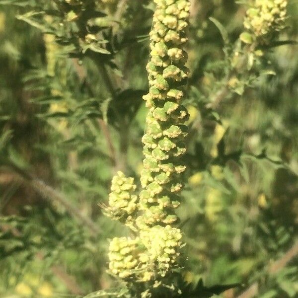 Ambrosia psilostachya Flower