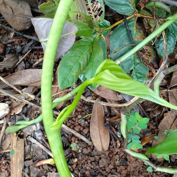 Dioscorea bulbifera Vekstform