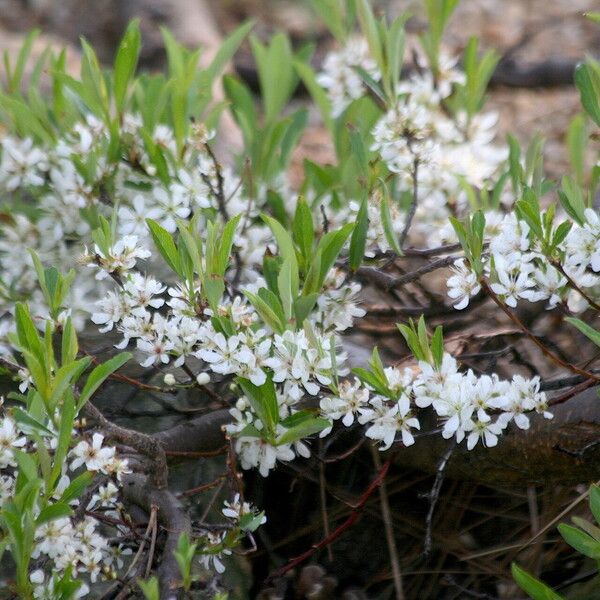 Prunus pumila Flor