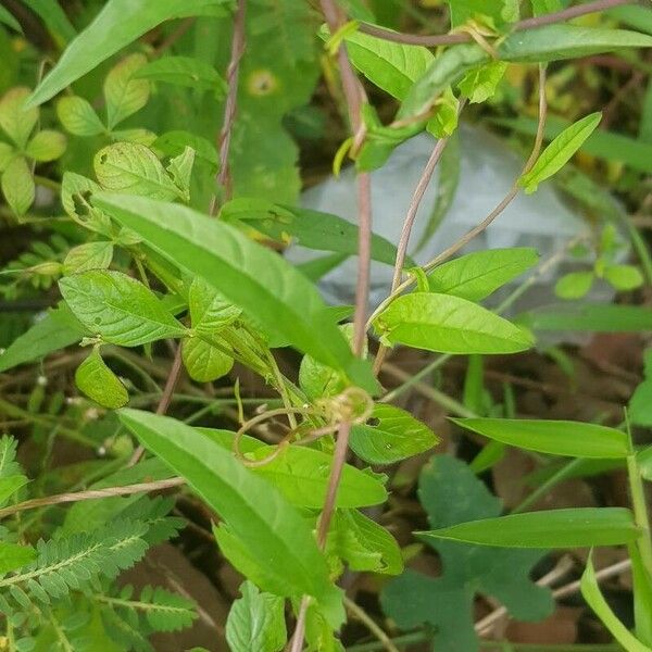 Xenostegia tridentata برگ