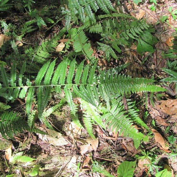 Polystichum platyphyllum (Flatleaf hollyfern)