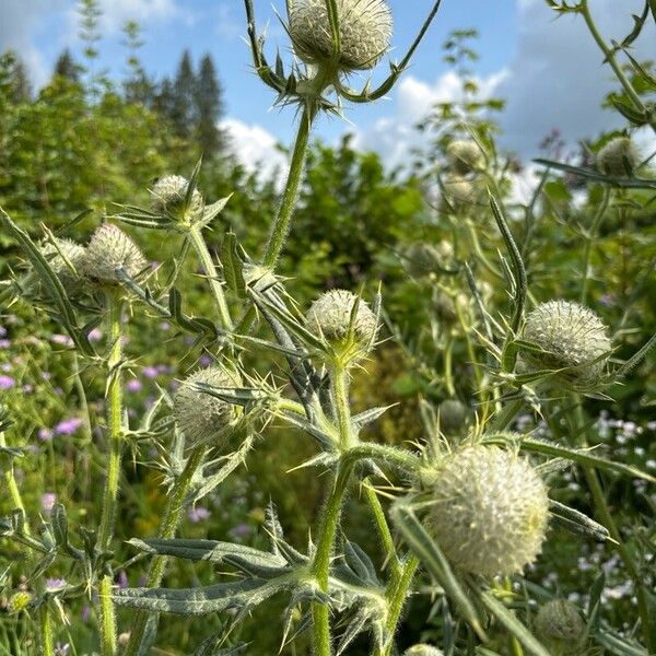 Cirsium eriophorum Žiedas