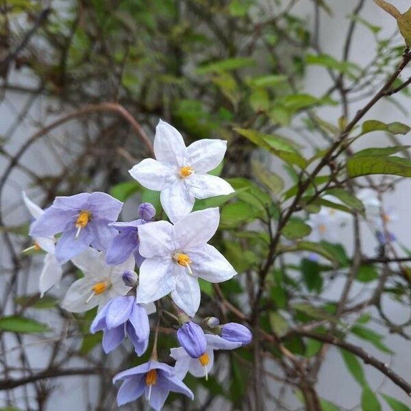 Solanum laxum Blomst