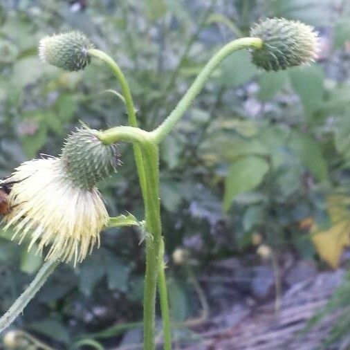 Cirsium erisithales फूल