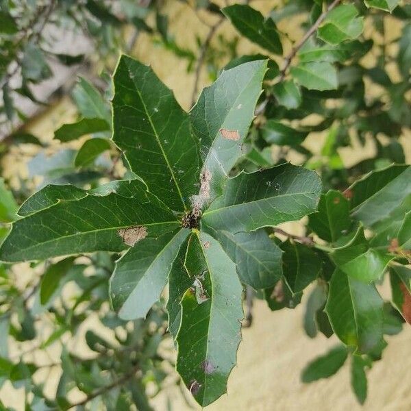 Maytenus ilicifolia Fuelha