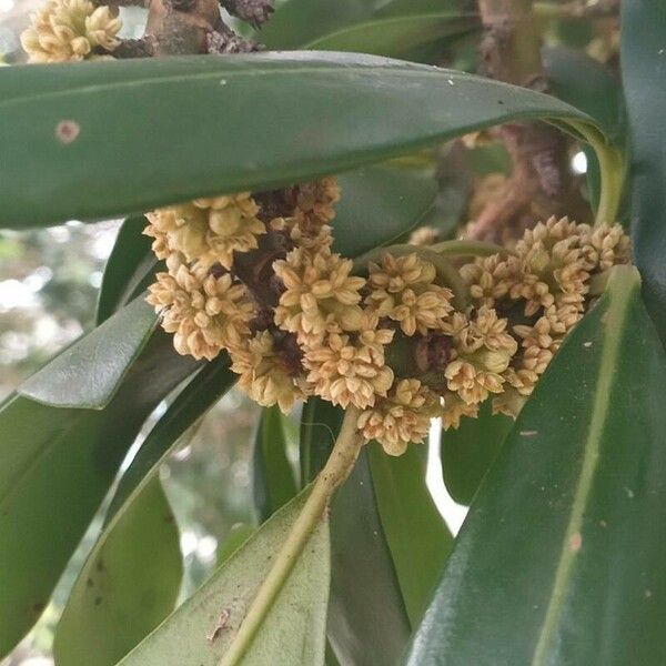 Myrsine guianensis Fleur