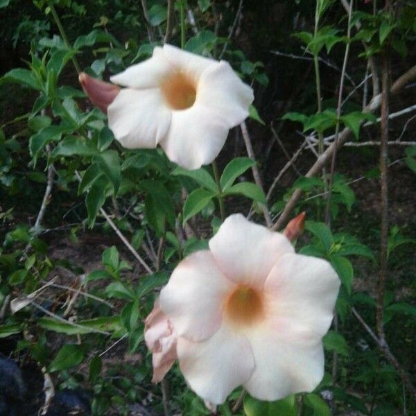 Allamanda cathartica Flower