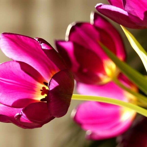 Tulipa gesneriana Flower