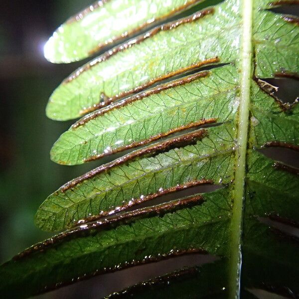 Pteris catoptera Folla