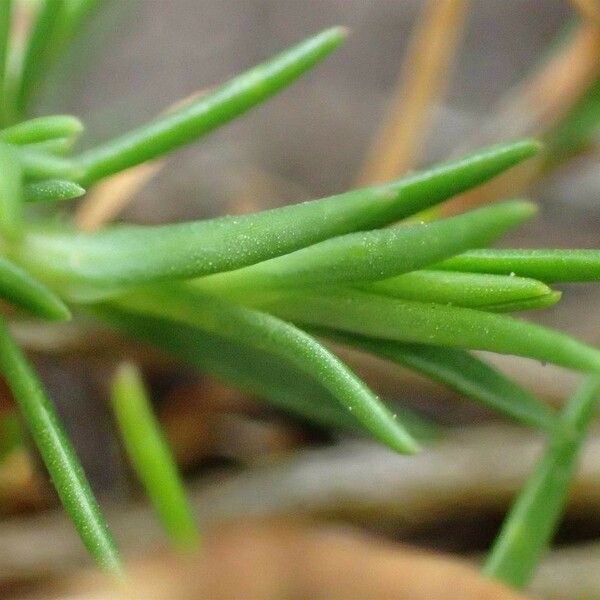 Sabulina verna 形態