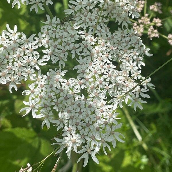 Heracleum sphondylium Цвят