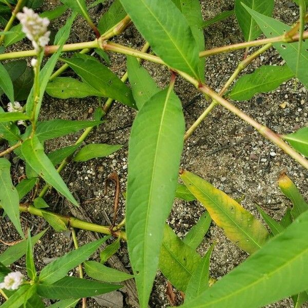 Persicaria lapathifolia Blad