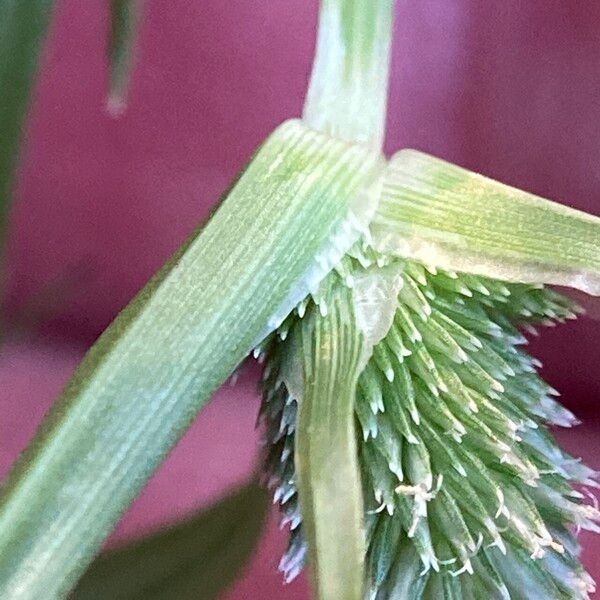 Cyperus hortensis Froito