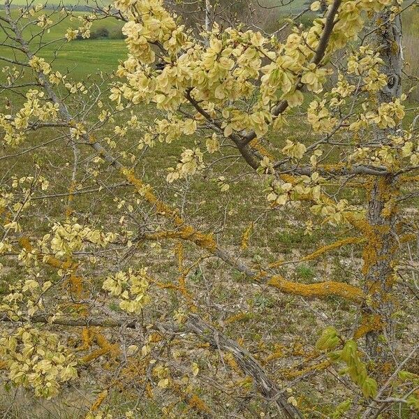 Ulmus glabra Tervik taim