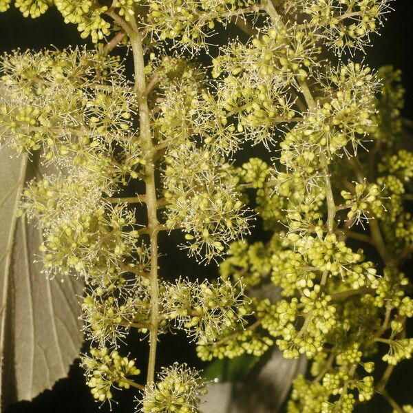 Vitis tiliifolia Virág