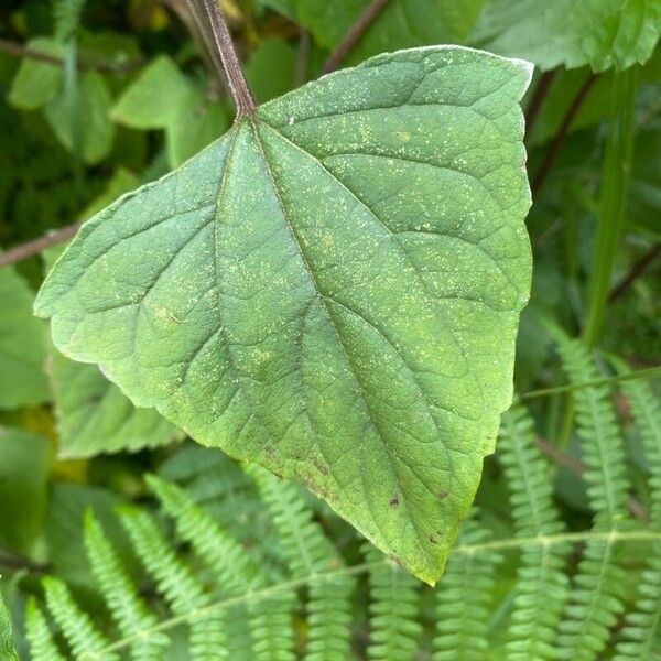 Ageratina adenophora 叶