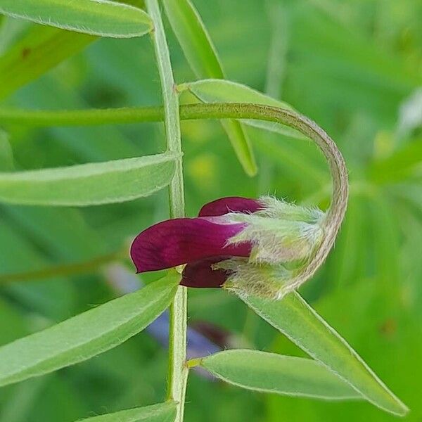 Vicia monantha Flower