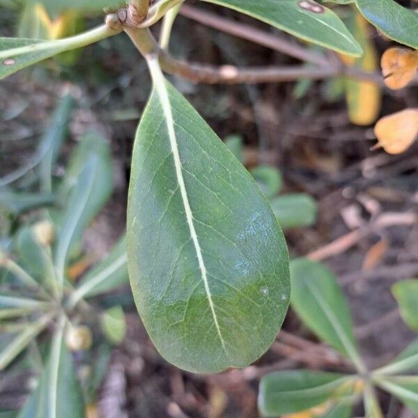 Pittosporum tobira Foglia