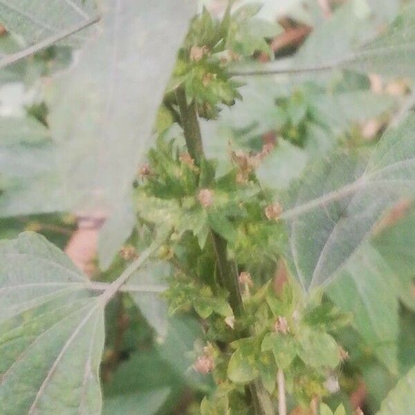 Acalypha virginica Other