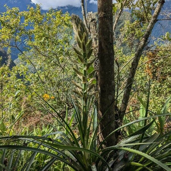 Tillandsia fasciculata Blüte