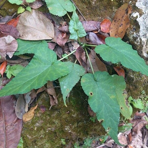 Dorstenia contrajerva List